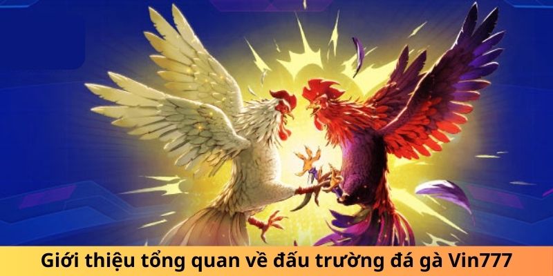 Giới thiệu tổng quan về đấu trường đá gà Vin777